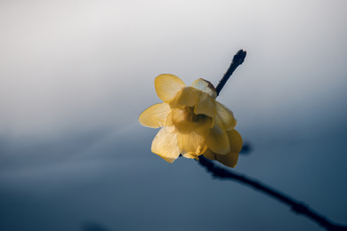 一朵清新的腊梅花