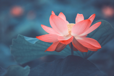 盛开的荷花特写