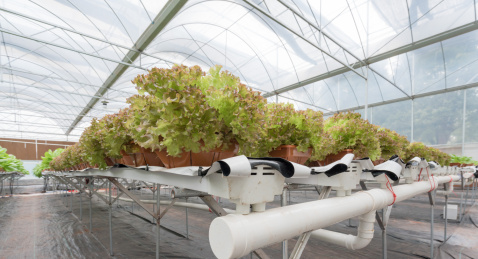 大棚无土栽培蔬菜