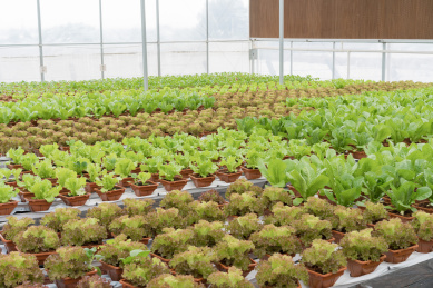 大棚无土栽培蔬菜