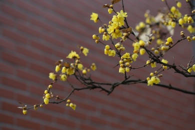 腊月腊梅花儿开