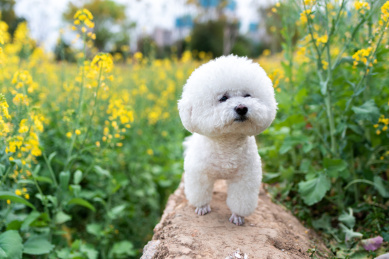 一只比熊狗在油菜花地里玩耍