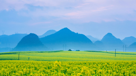 中国云南省曲靖地区罗平县春天盛开的油菜花