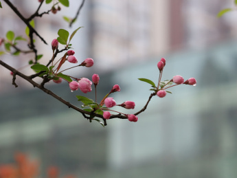 春雨中，含苞待放的粉色垂丝海棠花苞的特写