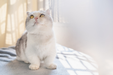 短腿猫站在桌子上抬头看上方