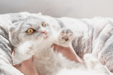 主人双手抱着躺在猫窝里的小猫咪