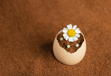 春天土壤中鸡蛋壳里盛开的一朵小花