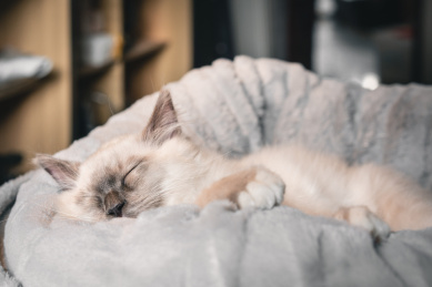 正在柔软猫窝里熟睡的布偶猫