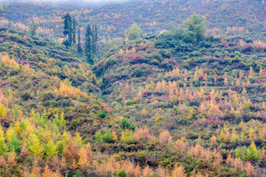 中国甘肃宕昌官鹅沟秋色