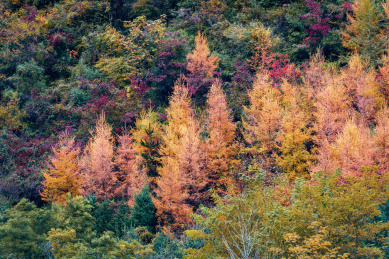 中国甘肃宕昌官鹅沟秋色