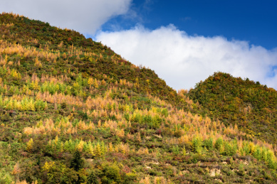中国甘肃宕昌官鹅沟秋色