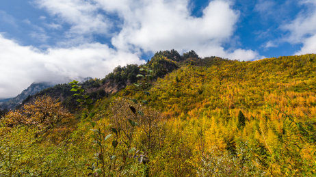 中国甘肃宕昌官鹅沟秋色