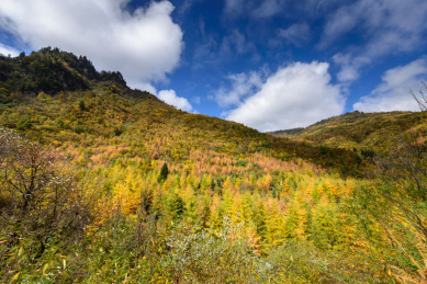 中国甘肃宕昌官鹅沟秋色