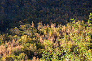 中国甘肃宕昌官鹅沟秋色