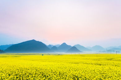 中国云南省曲靖地区罗平县金鸡峰丛早晨风光