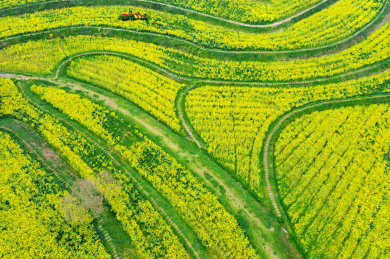 航拍有绿色植被蜿蜒小路的黄色花海田野