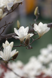 盛开的玉兰花、花苞