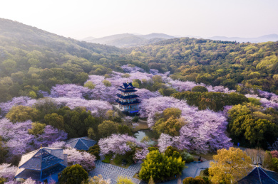 航拍中国江苏无锡鼋头渚春天樱花
