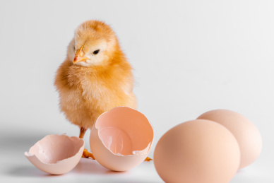 小鸡，刚刚出生的小鸡