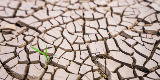 干裂土地上长出一株绿色小草