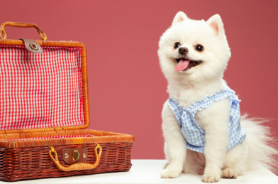 坐在箱子边开心笑的博美犬正侧面 纯色背景