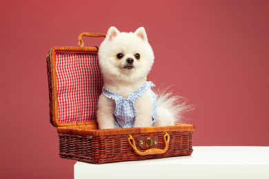 纯色背景中坐在箱子里看向一边的博美犬正面