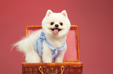 穿着衣服站在箱子里的笑脸白色博美犬正面