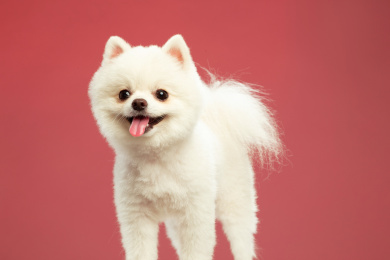 笑脸吐舌头活泼可爱的博美犬正面纯色背景