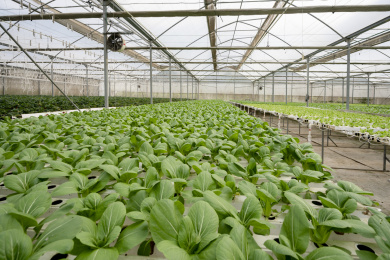 钢架大棚内无土栽培的青菜