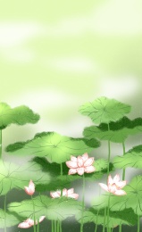 荷花节气插画