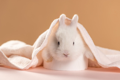 毛巾下盖着一只可爱兔子