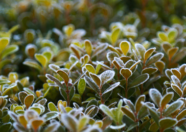 公园冬青树上或树叶上有霜