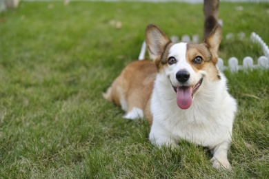草地上的微笑柯基