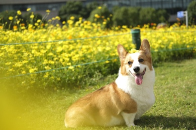 绿草地上的小狗