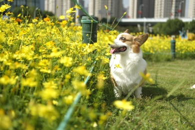 绿草地上的小狗