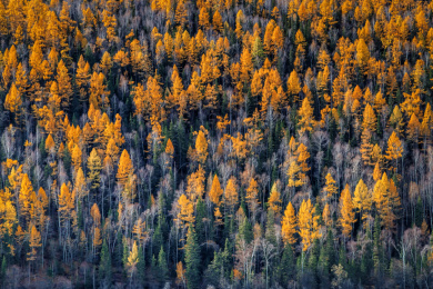 中国新疆喀纳斯秋色