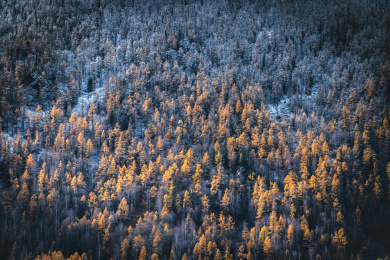 中国新疆喀纳斯秋色