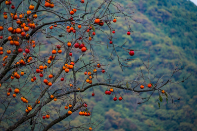 中国宁波余姚柿林里面的柿子树