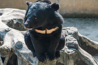 一只蹲坐在树桩上的熊