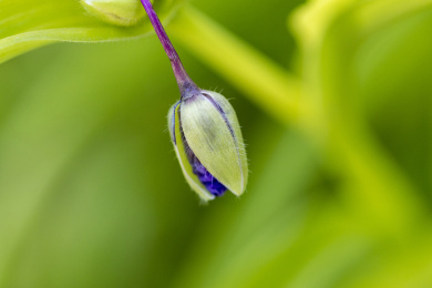 紫露草花苞在绿色背景前