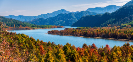 中国安徽宣城宁国方塘落羽杉景区秋色