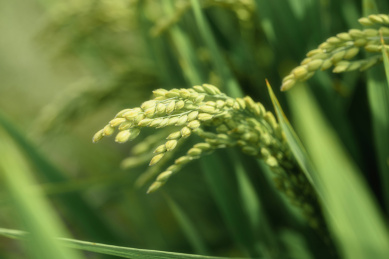 水稻成熟特写
