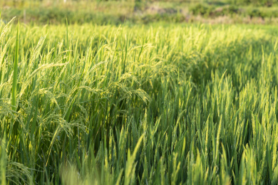 晴天进行杂交制种高低错落的水稻田