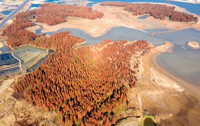 中国安徽省滁州半塔镇池杉林