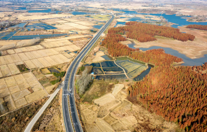 中国安徽省滁州市半塔镇池杉林航拍
