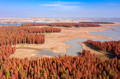 中国安徽省滁州市半塔镇池杉林航拍