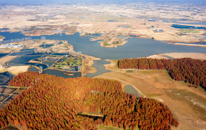 中国安徽省滁州市半塔镇池杉林航拍