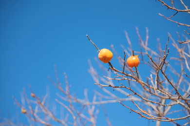 秋天枝头上成熟的柿子