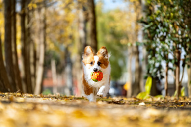 一只玩球的狗狗