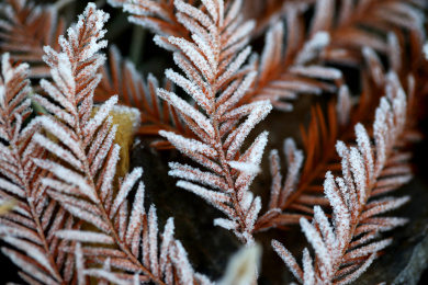江苏淮安植物上的霜